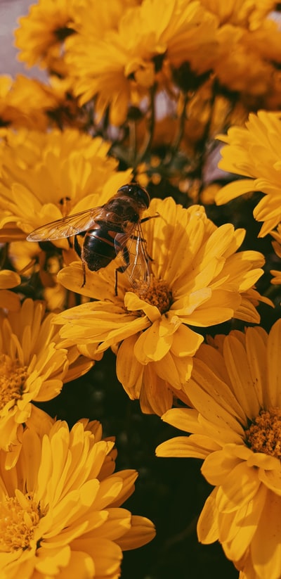 Yellow flower on the brown and black bee's photo
